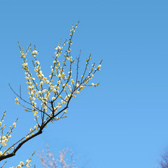 Plum blossoms in early spring