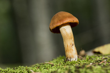Brown mushroom, somewhere alone in the forest