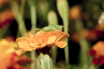 Grasshopper on the flower, enjoying on the sunshine