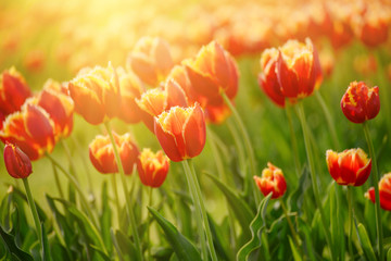 Spring sunny meadow with orange red tulip flowers, floral natural seasonal easter background with copy space