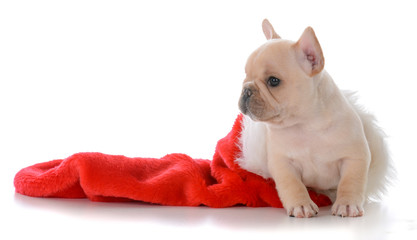 puppy in christmas stocking