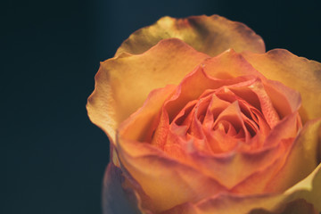 Rose. Decorative flower. Elegant romantic plant. Macro.