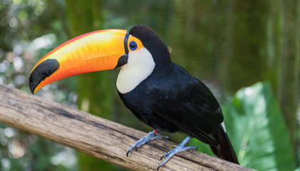 Closeup of a Toco (Ramphastos toco) in Brazil.