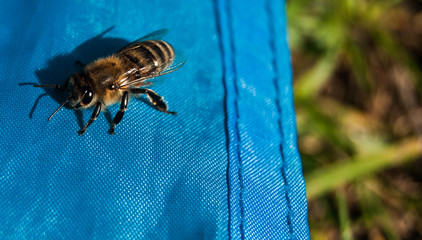 Bee warming up