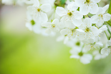Blossoming of cherry flowers in spring time with green leaves, macro