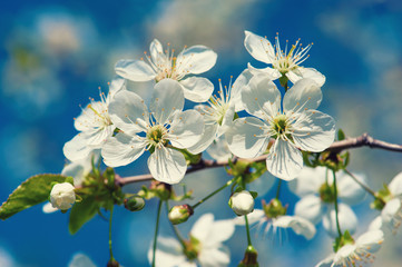 Blossoming of cherry flowers in spring time against blue sky, natural seasonal background