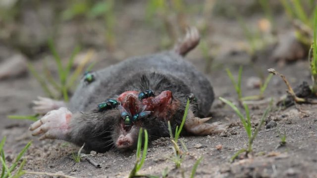 Dead mole (mole-rat, Talpa europaea) was eating crow and sitting blowfly (green-bottle fly, Lucilia Caesar). Illustration of ecological (food chain) relationships in nature, animal behavior
