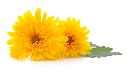 Chrysanthemums on white.