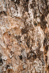 Old bark of tropical tree macro
