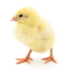 Small yellow chicken.