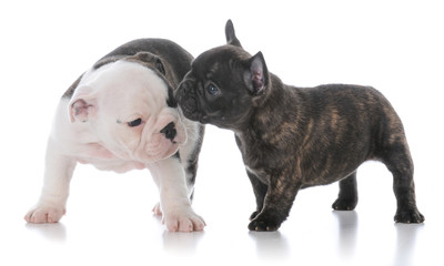 english and french bulldog puppies