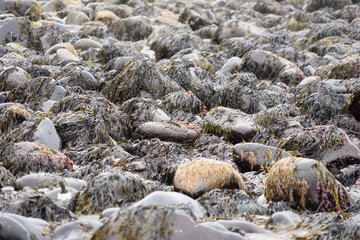 Nasse, schwarze Steine mit Seetang überwuchert - Westfjorde / Island