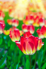 Tulips in garden