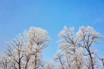 Naklejka premium Beautiful trees in white frost