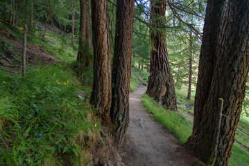a beautiful forest path through a pine forest, italian alps, nature wallpaper