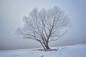 Fototapeta na wymiar Frozen tree on winter field