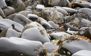 Austernfischer mit Nachwuchs in Fels-Landschaft an einsamer Bucht in den Westfjorden, Island