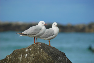 Two seagulls standing together on a rock.