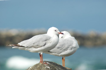 Two seagulls resting on a rock, with one preening itself.