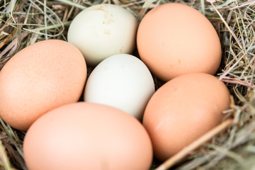 Farm fresh and commercial eggs in a nest of hay