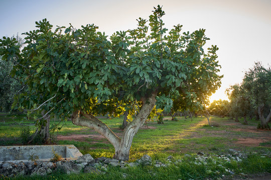 Fig tree in Salento at sunset - Italy