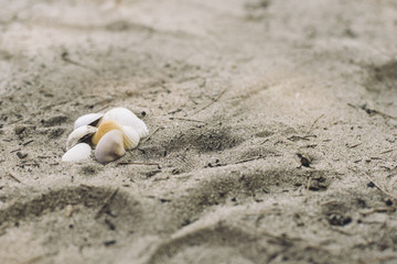 shell on a sandy beach