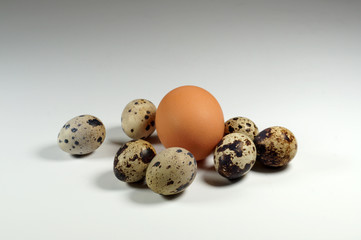 Fototapeta premium Quail eggs and chicken egg