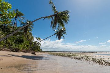Tropical beach with sloping coconut palms - Boipeba Island
