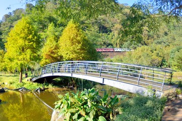 Fototapeta premium Colorful winter Bald Cypress tree (Hsinchu ,Taiwan)