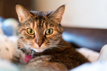 Domestic Cat