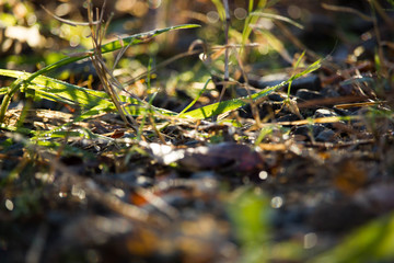 Macro moss in forrest 