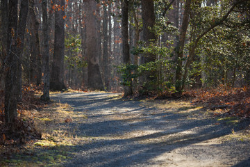 Rocky path through forrest 