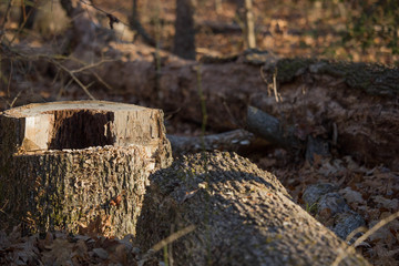 Cut down trees in forrest 