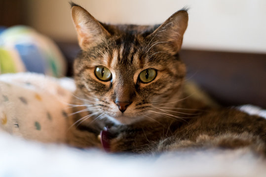 Calico Cat