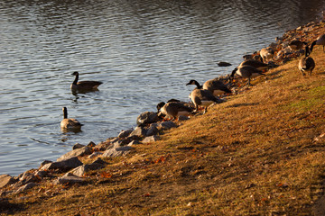Naklejka premium Wide shot ducks on bank of river 