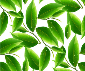 leaves green tea  isolated on white background.