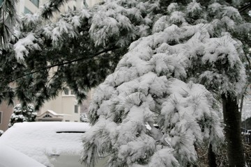 pine tree covered with snow
