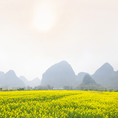 Oilseed rape field in spring, located in Yangshuo County, Guilin, Guangxi, China.
