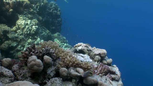Fish eat dead black sea urchin Echinothrix diadema underwater. Colorful world of wild marine nature on background of beautiful lagoon. Awesome video of wildlife in Egypt.