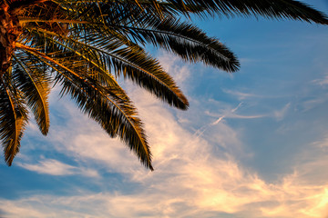 Palm trees with clouds