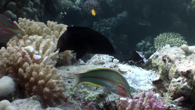 Fish eat dead black sea urchin Echinothrix diadema underwater. Colorful world of wild marine nature on background of beautiful lagoon. Awesome video of wildlife in Egypt.