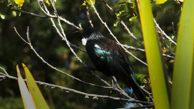 close up of a new zealand tui on the branch of a tree