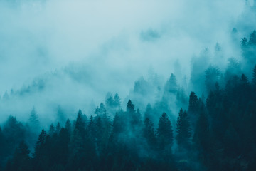 Fototapety  Sosny pośród mgły