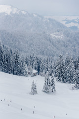 Serene Home in the Middle of a Snow covered Pine Forest