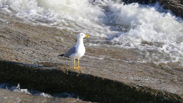 Seagull and river flow.