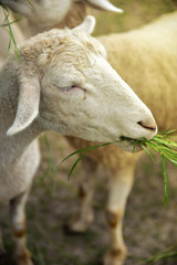 Sheep eating grass in the farm