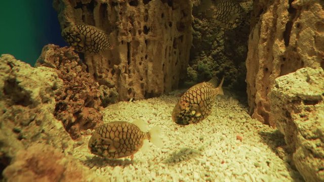 Pineapplefish (Cleidopus gloriamaris) is species of fish in the family Monocentridae stock footage video