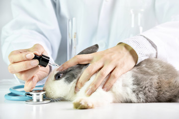 Medicine or cosmetics beauty product research, Scientist testing drug in rabbit animal eyes, Drug...