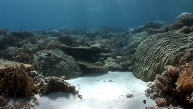 Reef of various corals underwater Red sea. Colorful world of wild marine nature on background of beautiful lagoon. Awesome video of wildlife in Egypt.