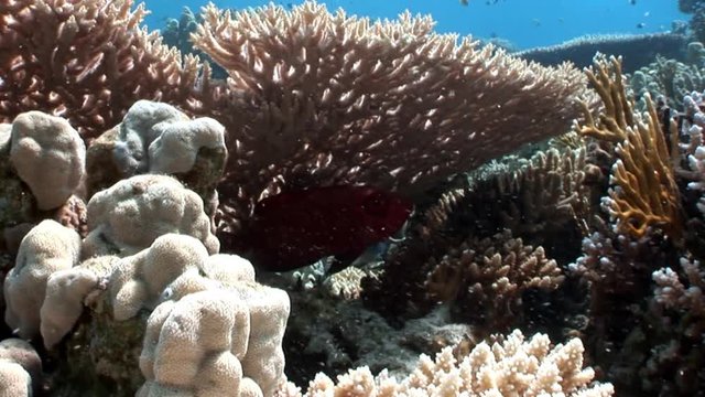 Reef of various corals underwater Red sea. Colorful world of wild marine nature on background of beautiful lagoon. Awesome video of wildlife in Egypt.